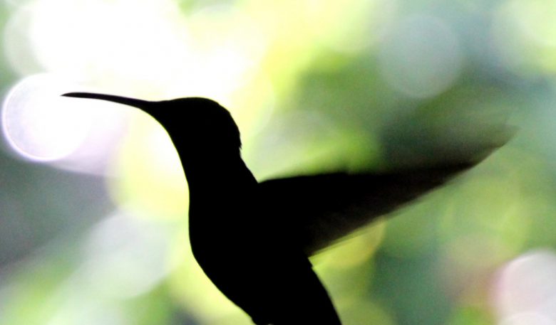 Colibrì: algoritmo ricerche Google migliorato