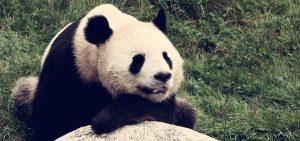 Google Panda Update 3.3